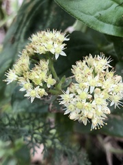 Hylotelephium maximum