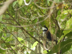 Arremon brunneinucha