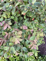 Magnoliopsida