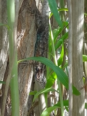 Sceloporus