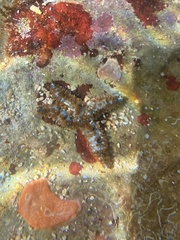 Coscinasterias tenuispina