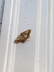 Psamatodes abydata
