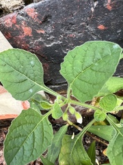 Solanum sarrachoides