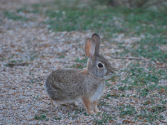 Sylvilagus audubonii