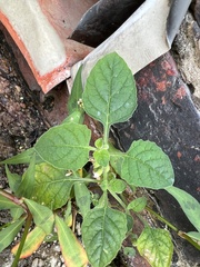 Solanum sarrachoides