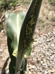 Sorghum bicolor