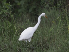 Ardea intermedia intermedia