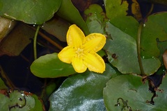 Nymphoides peltata
