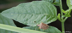 Podisus maculiventris
