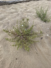 Salsola kali