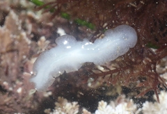 Enchiridium punctatum