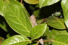 Anacridium aegyptium