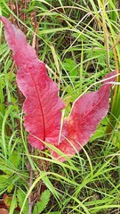 Rumex longifolius