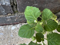 Solanum sarrachoides