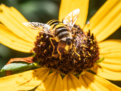 Eristalis transversa