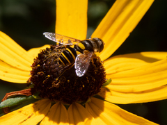 Eristalis transversa