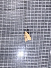 Marimatha nigrofimbria