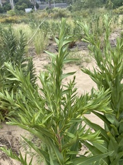 Solidago sempervirens
