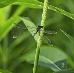 Lestes