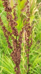 Rumex longifolius