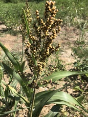 Sorghum bicolor