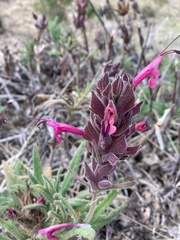 Salvia spathacea