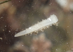 Aegires albopunctatus