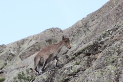 Capra pyrenaica