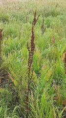 Rumex longifolius