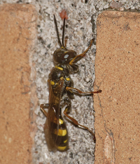Mellinus arvensis