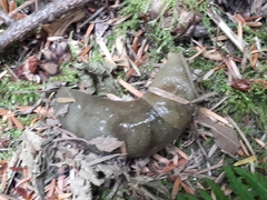 Ariolimax columbianus