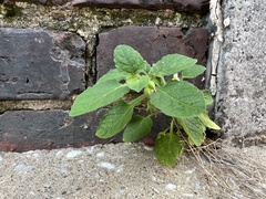 Solanum sarrachoides