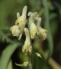 Aconitum barbatum