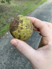 Juglans nigra