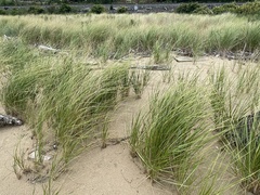 Ammophila breviligulata