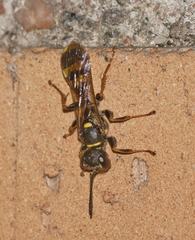 Mellinus arvensis