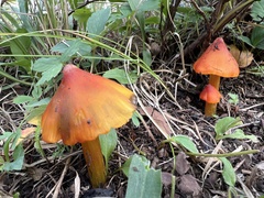 Hygrocybe conica