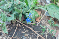 Anchusa officinalis