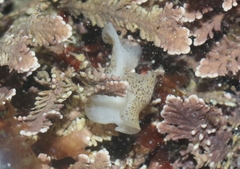 Enchiridium punctatum