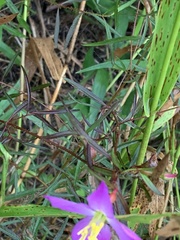 Rhexia cubensis