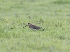 Gallinago stenura