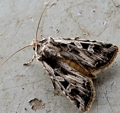 Euxoa ochrogaster