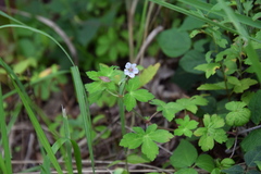 Geranium thunbergii