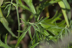 Aconitum barbatum