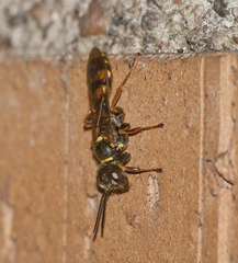 Mellinus arvensis
