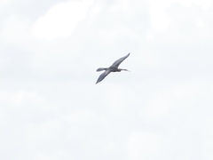 Anhinga melanogaster