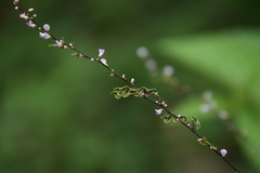 Hylodesmum podocarpum oxyphyllum