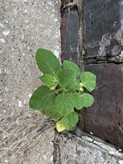 Solanum sarrachoides