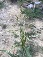 Sorghum