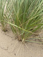Ammophila breviligulata